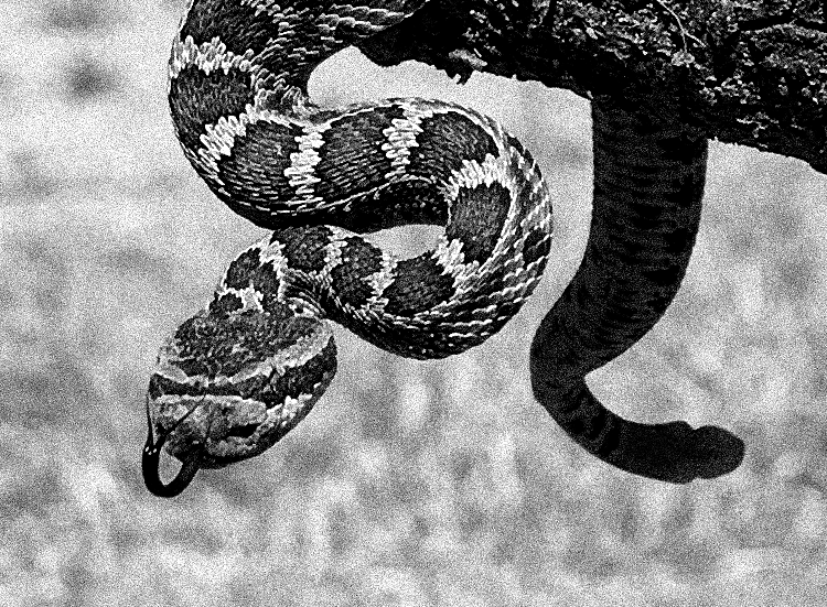 Black and white rattlesnake photograph