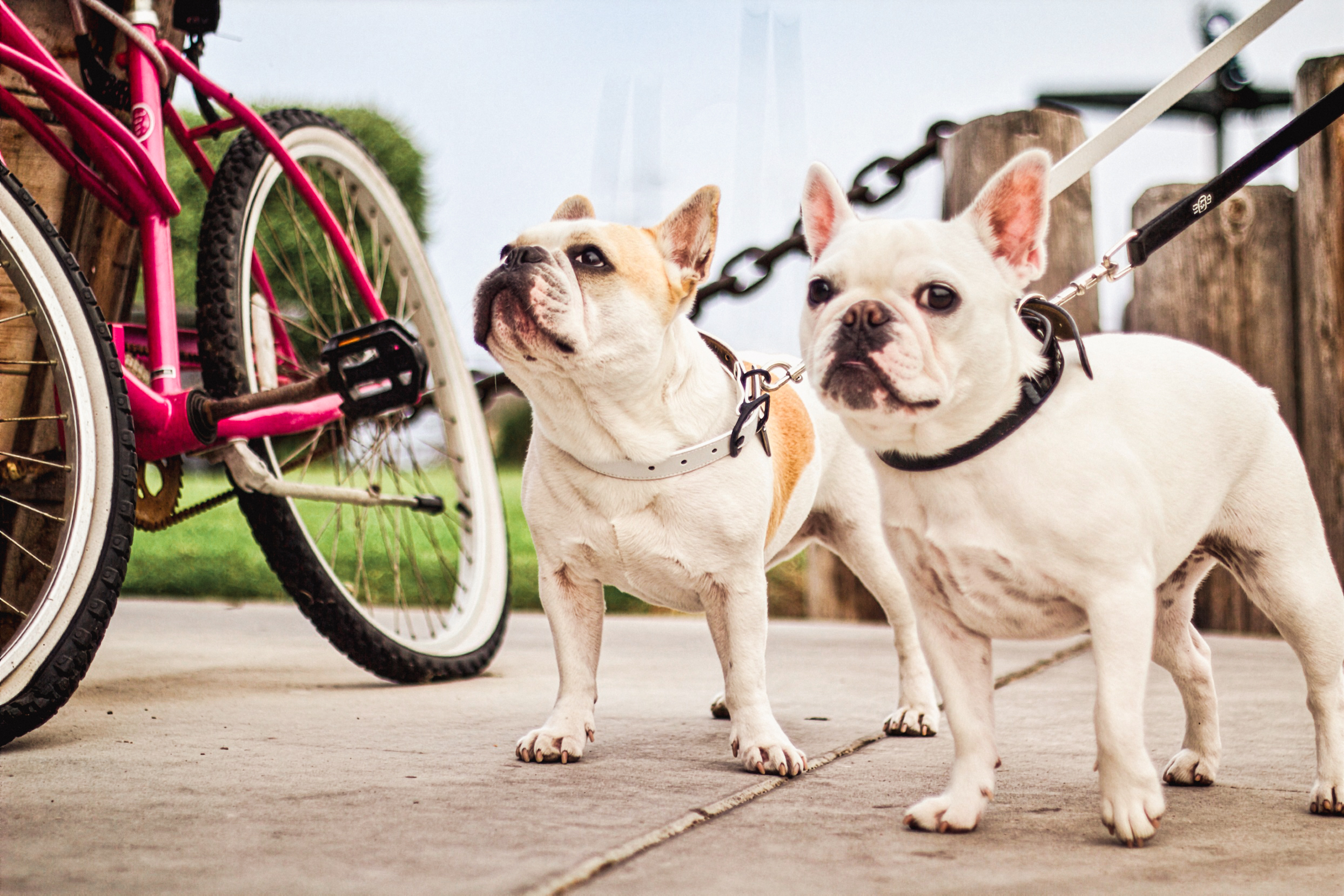 Two French bulldogs near a bicycle