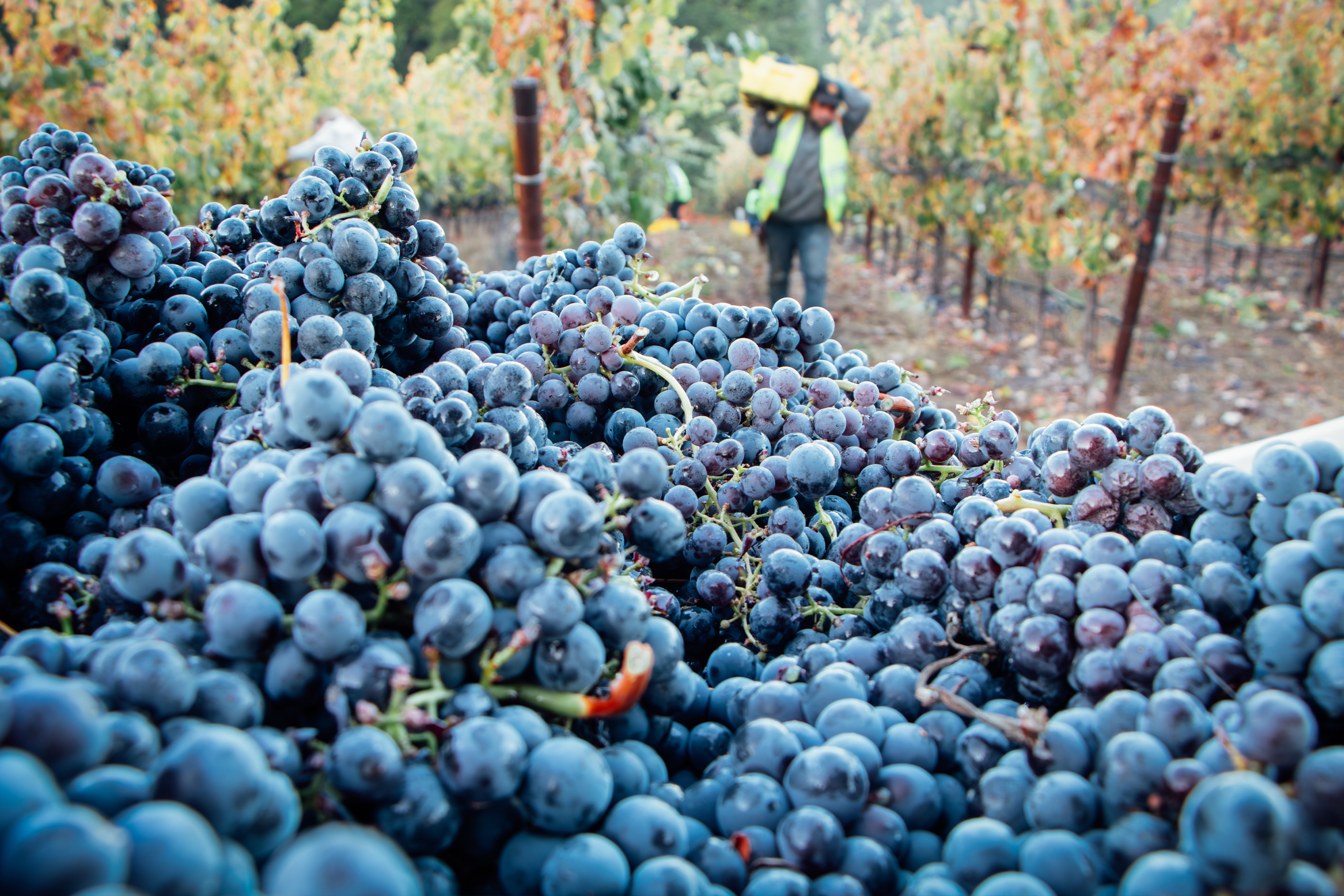 Grapes in a vineyard